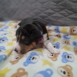 Tri Girl 3 - Tri-color female Basenji puppy in Tuttle, Oklahoma from Steadfast Farm (SFF)