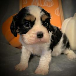Cavalier King Charles Spaniel Puppies from Krawczyk's House of Cavaliers