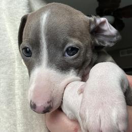 Valentine - White and blue female Italian Greyhound puppy in Beaumont, California from Shanda's Italian Greyhounds