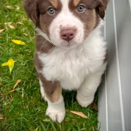 Girl 1 - Red tri Miniature Australian Shepherd puppy in Shingletown, California from Whiskeytown Aussies
