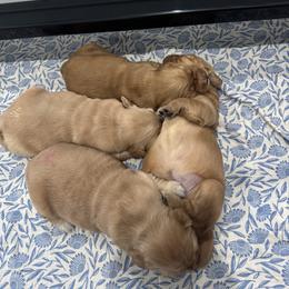Golden Retriever Puppies from Lyons Golden Retrievers