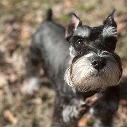 Labrador Retrievers and Miniature Schnauzers from J Bar B Kennels