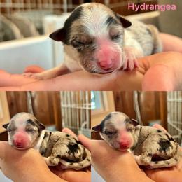 Hydrangea - White and blue merle female Border Collie puppy in Santa Cruz, California from Von Guadachi German Shepherds & Audacity Border Collies