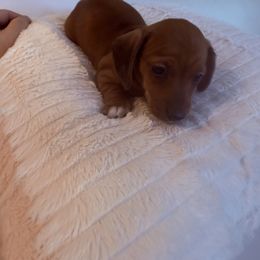 Girl 3 - Red female Dachshund puppy in Spokane, Washington from Dearhaven Doxie
