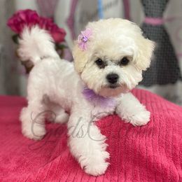 Bichon Frise puppies from God’s Creatures