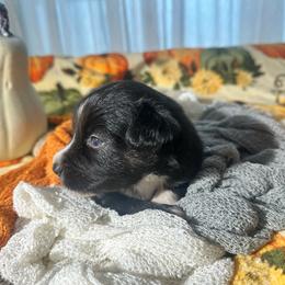 Truman - Black tri male Miniature Australian Shepherd puppy in Wauchula, Florida from Sun & Moon Aussies