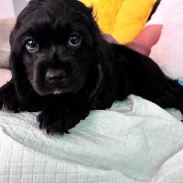 Female 3 - Black female Cocker Spaniel puppy in Palmdale, California from SassyCockerG