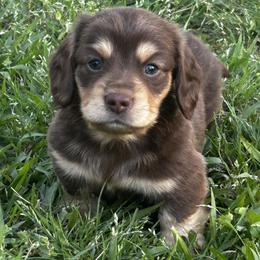 Boy 3 - Chocolate and cream male Dachshund puppy in Sheridan, Arkansas from Farmhouse Dachshunds