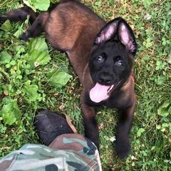 Belgian Malinois Puppies from Battle Road K9