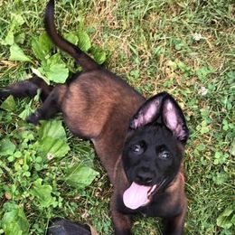 Belgian Malinois Puppies from Battle Road K9