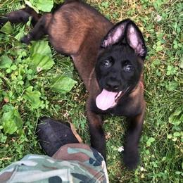 Belgian Malinois Puppies from Battle Road K9