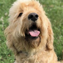 Goldendoodles and Poodles from Willow Creek Kennels
