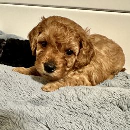 Poodle Puppies from The Victorious Poodle’s