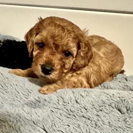 Poodle Puppies from The Victorious Poodle’s