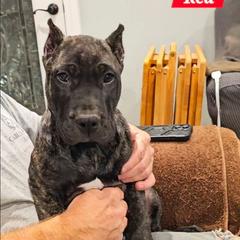 Red Collar - Tiger male Perro de Presa Canario puppy in Pocahontas, Illinois from Cabeza Grande Kennel