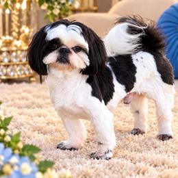 Montaro - Shih Tzu