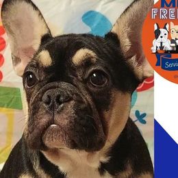 Milan - Black and tan French Bulldog puppy in New York, New York from Metro Frenchies