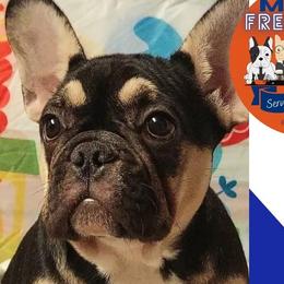 Milan - Black and tan French Bulldog puppy in New York, New York from Metro Frenchies