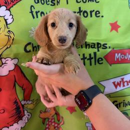 Winnie - Cream female Dachshund puppy in Florida from Doxie Rugrats