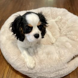 Cavalier King Charles Spaniel Puppies from Cassie’s Cavaliers