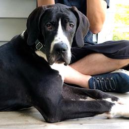 Kahlua - Black female Great Dane puppy in Gonzales, Louisiana from Anstatt House Of Danes
