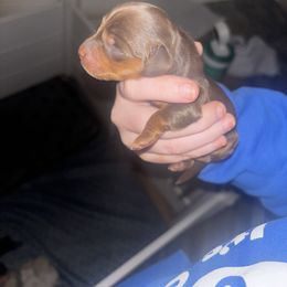 Dachshund Puppies from MJ's Mighty Minis