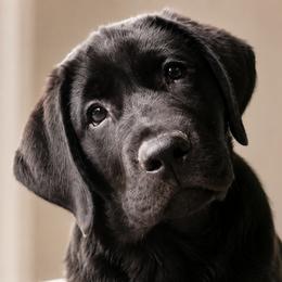Labrador Retriever Puppies from Meritrust Labradors