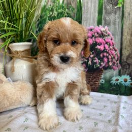 Billy - Cream male Cavapoo puppy in Lebanon, Missouri from Perkins Pups