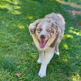Rainer - Red merle male Miniature Australian Shepherd puppy in California from Eagle River Aussies