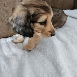 Jessie - Cream female Dachshund puppy in Hotchkiss, Colorado from Leroux Creek Cream Dachshunds