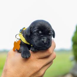 Yellow Girl - Black female Labrador Retriever puppy in Linville, Virginia from Virginia Labradors