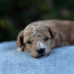 Mango - Apricot female Poodle puppy in Los Angeles, California from Exquisite Doodles