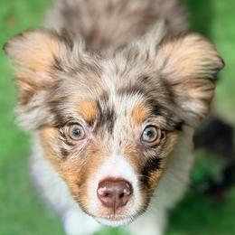 Miniature Australian Shepherd puppies from Dusty Spring Australian Shepherds, LLC