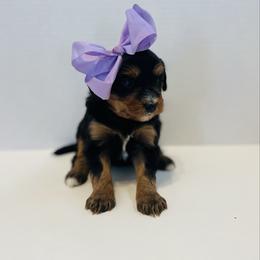 Light purple - Tri-color female Bernedoodle puppy in Casper, Wyoming from 307 Doodles