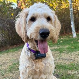 Daphne - Goldendoodle