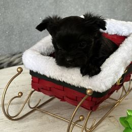 Comet - Black and gold male Yorkshire Terrier puppy in Pana, Illinois from Lucky Star Yorkies