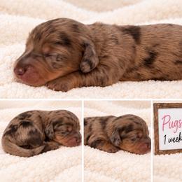 Pugsley - Dapple male Dachshund puppy in Bartlett, Illinois from Dachshundsnextdoor