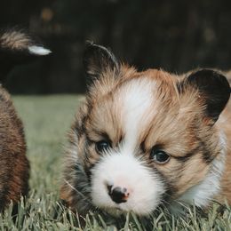 American Corgi and Pembroke Welsh Corgi Puppies from Witch Creek Corgis