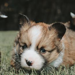 American Corgi and Pembroke Welsh Corgi Puppies from Witch Creek Corgis