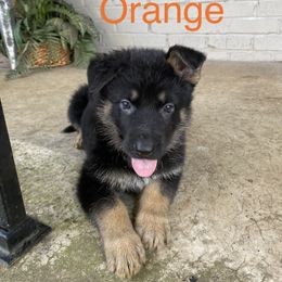 German Shepherd Puppies from East Texas GSD
