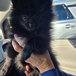 Saffron - Black parti female Pomeranian puppy in Newport News, Virginia from Itty Bitty Poms