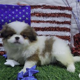 Bella - Sable and white female Japanese Chin puppy in Johnson City, Tennessee from Erin & Friends Japanese Chin
