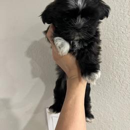Cherry - Tricolor female Shih Tzu puppy in Marion, Texas from Hand Raised Shih Tzu’s