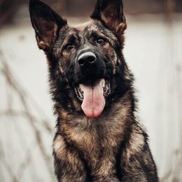 German Shepherds from von der Höllen Feüer