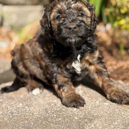 Decaf - Sable female Aussiedoodle puppy in Henry, Illinois from Rowe Farms Doodles