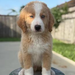 WINCHESTER - Red male Bernedoodle puppy in Corpus Christi, Texas from The Henke Doodles