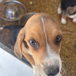 Puppy two - White black and tan male Beagle puppy in Martinton, Illinois from Iroquois River Beagles