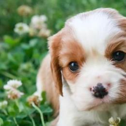 Cavalier King Charles Spaniels from Applewood Cavaliers