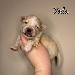 Yoda - Cream male Maltipoo puppy in Morehead, Kentucky from Paw Perfect Pets