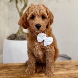 Dash boy - Red  male Goldendoodle puppy in Rio Linda, California from Plush Doodles